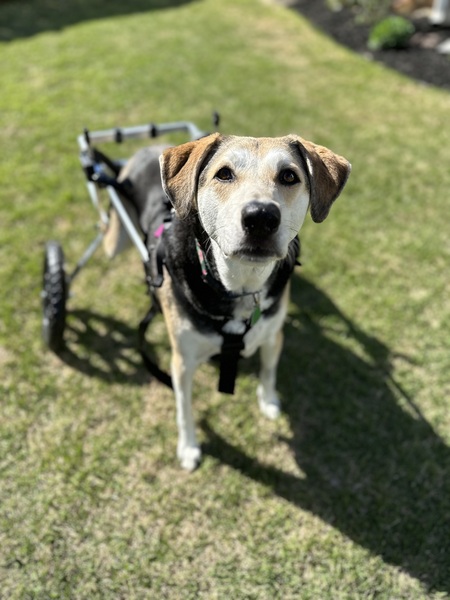 Entry image for Daisy. Clicking this image will show a larger photo
