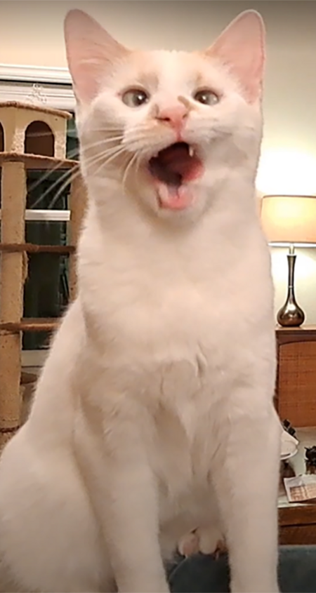 Entry image for Biff. Clicking this image will show a larger photo