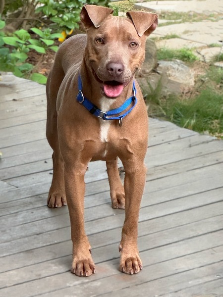 Entry image for Millie. Clicking this image will show a larger photo