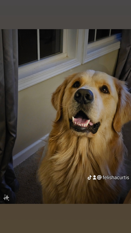 Entry image for Sully. Clicking this image will show a larger photo