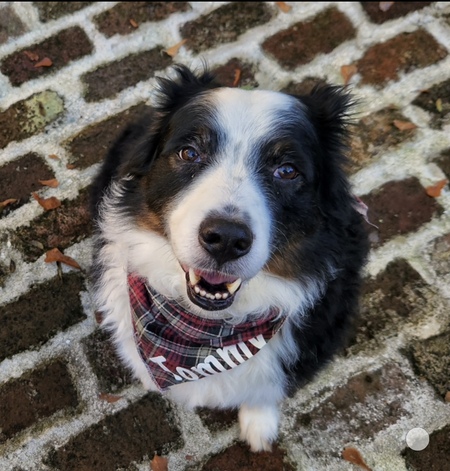 Entry image for Tommy . Clicking this image will show a larger photo