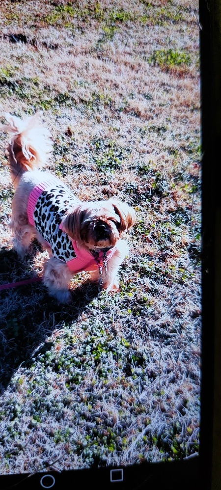 Entry image for Miss Coochie Coo. Clicking this image will show a larger photo