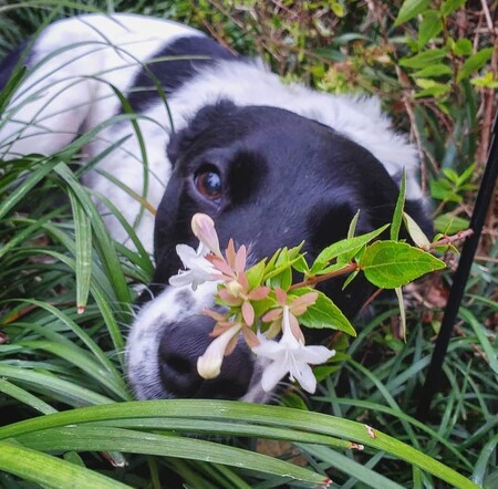 Magnolia