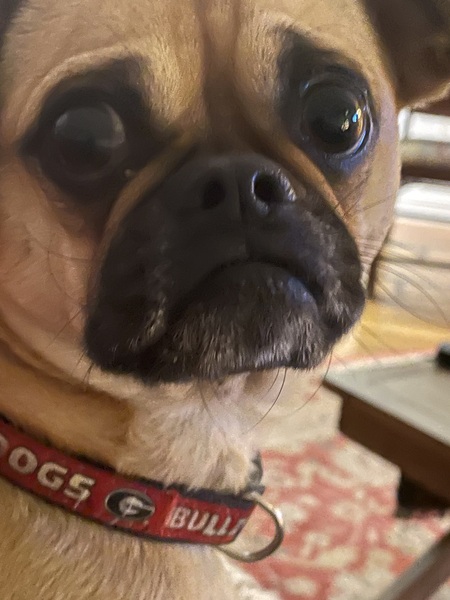 Gracie