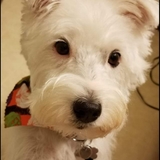 Entry image for Daisy
