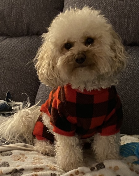 Entry image for Winston. Clicking this image will show a larger photo