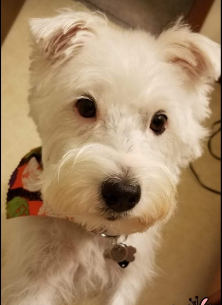 Entry image for Daisy. Clicking this image will show a larger photo
