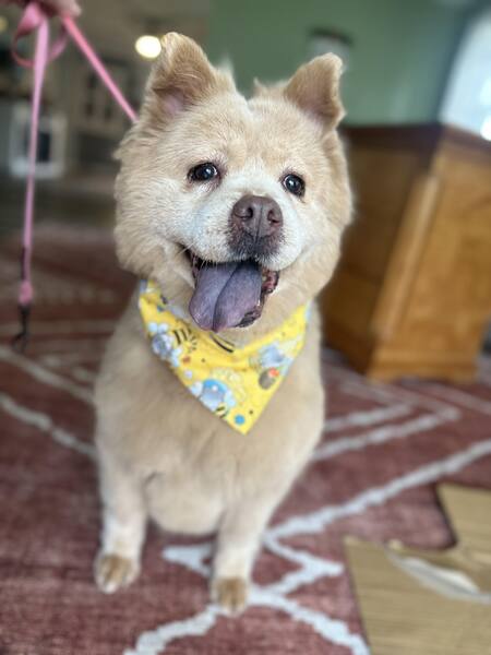 Entry image for Nala. Clicking this image will show a larger photo