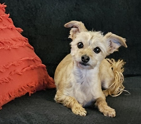 Entry image for Ellie Mae. Clicking this image will show a larger photo