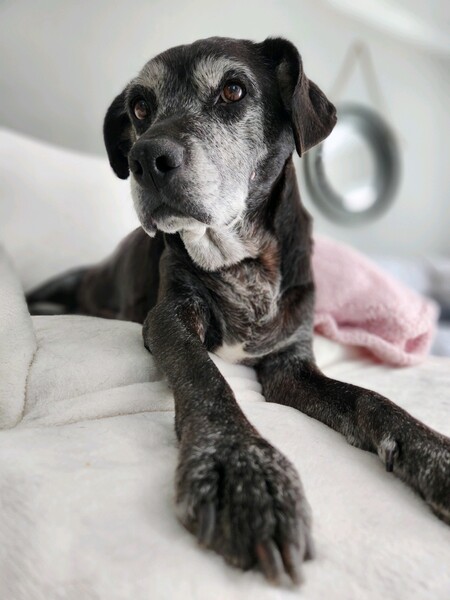 Sookie 