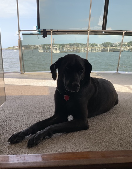 Piper