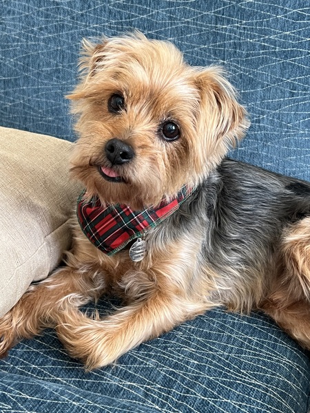 Alfie