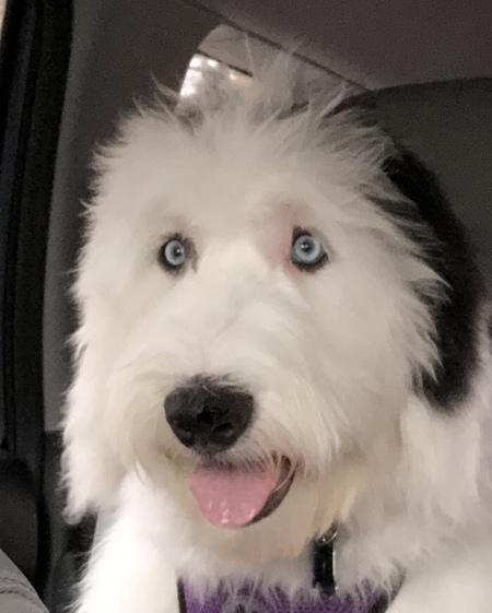 Samson