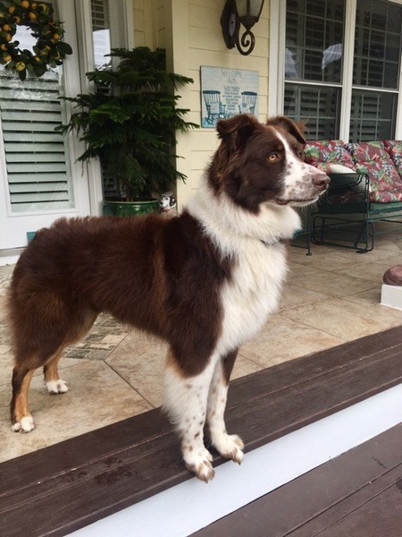Duke