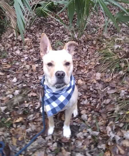 Enzo