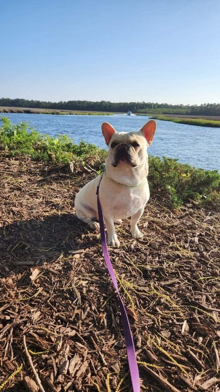 ARCHIE 