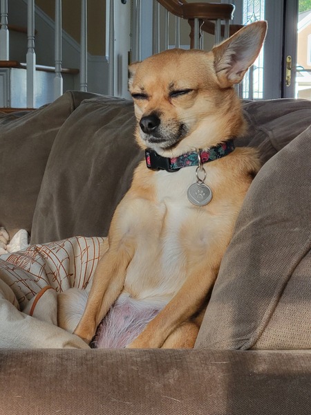 Lucy chillin at the homestead 