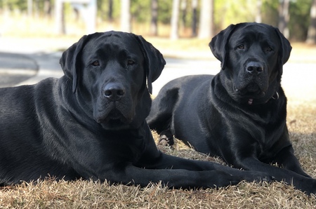 Boomer and Bear