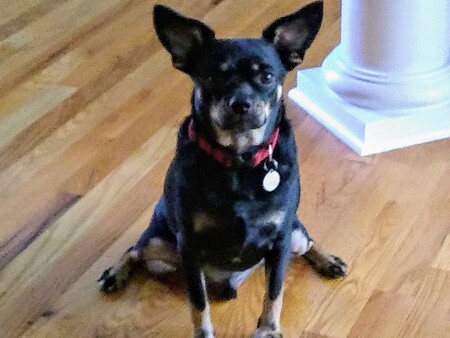 Mojo