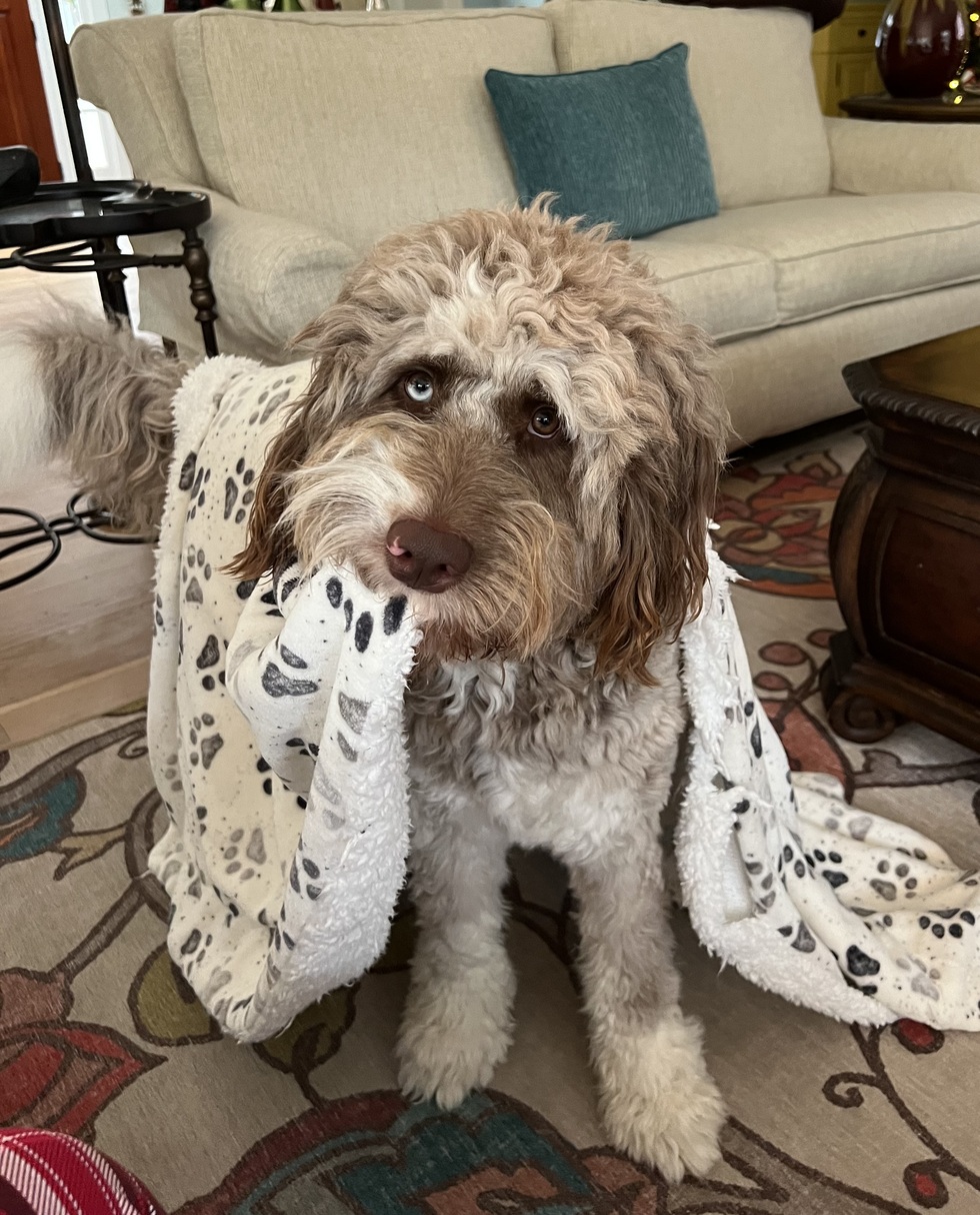Vote for Bodi Pets of Winding River Photo/2025 Calendar Contest
