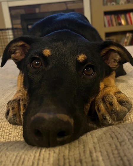 Nova