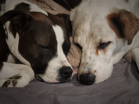 Kallie and Freyja 