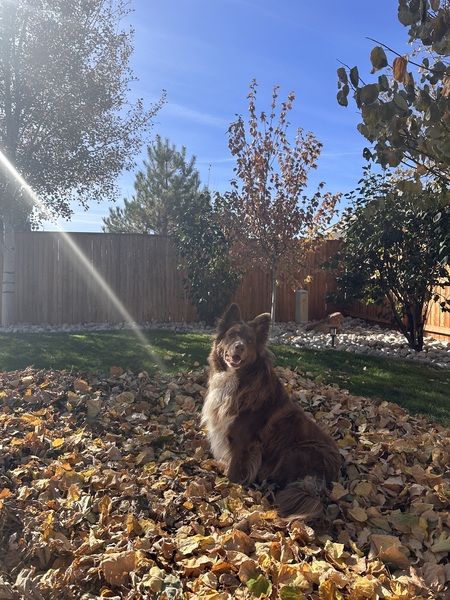 Sunny