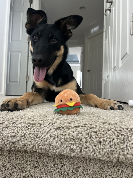 Maya