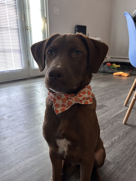 Pumpkin