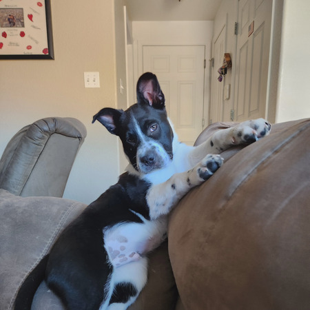 Roscoe