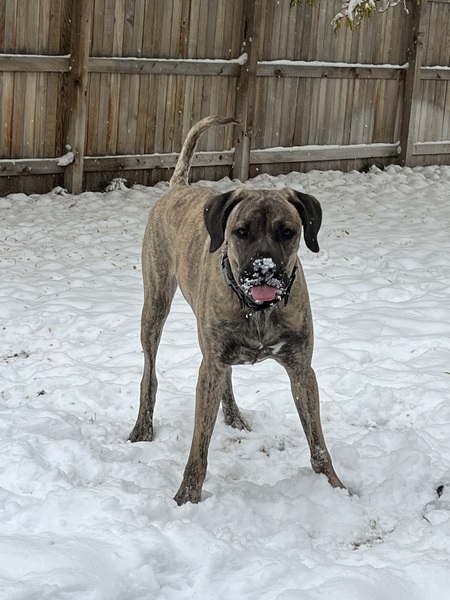 Igor