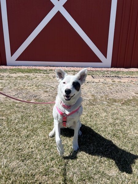 Remi