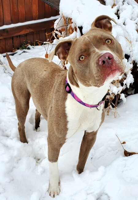 Daisy