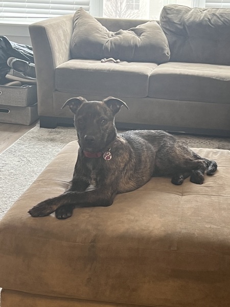 Hazel