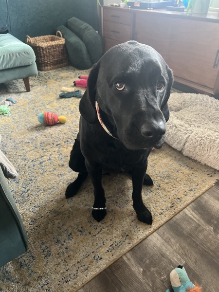 Rufus