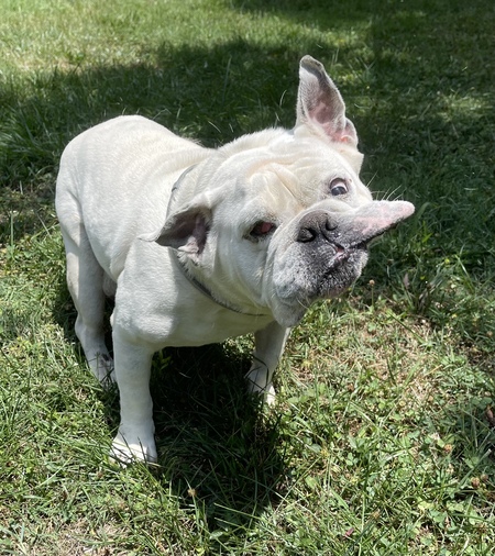 Dozer