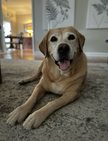 Dixie Doo 