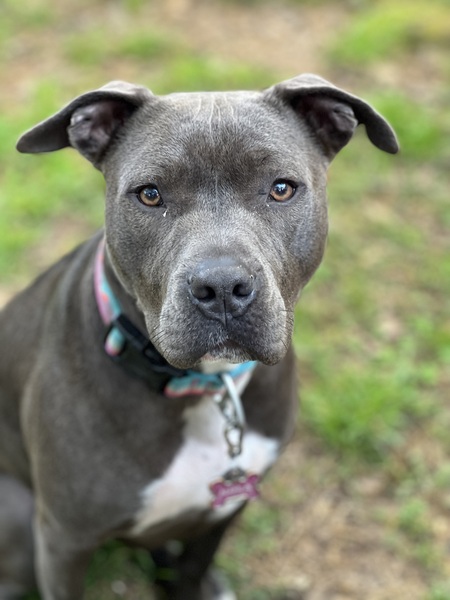Nahla