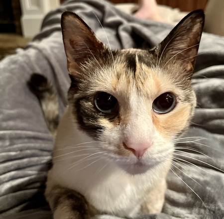 White Pumpkin Meow (Pumpkin) 