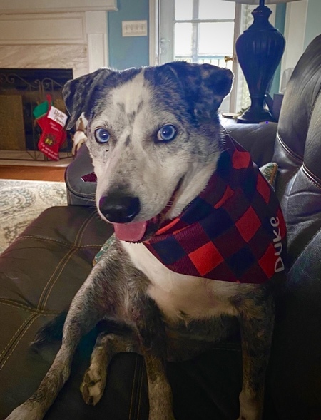 Duke