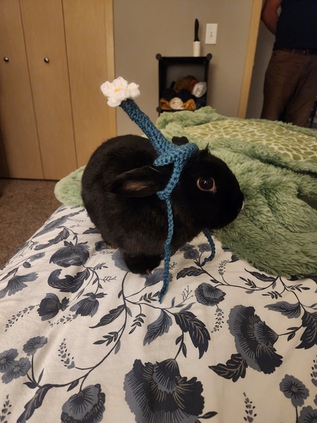 Sirius