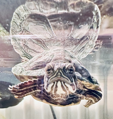 Squirtle