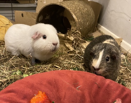 Blippie and Coco