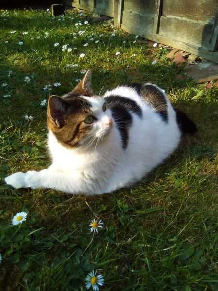 Mousey