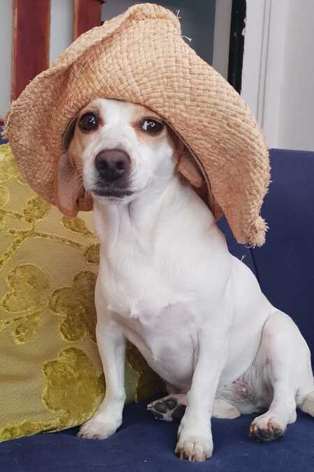Jessie