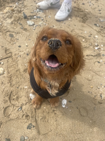 Bruno