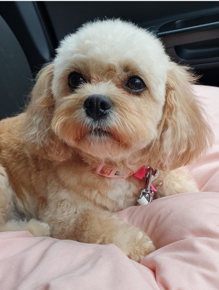 Dolly 