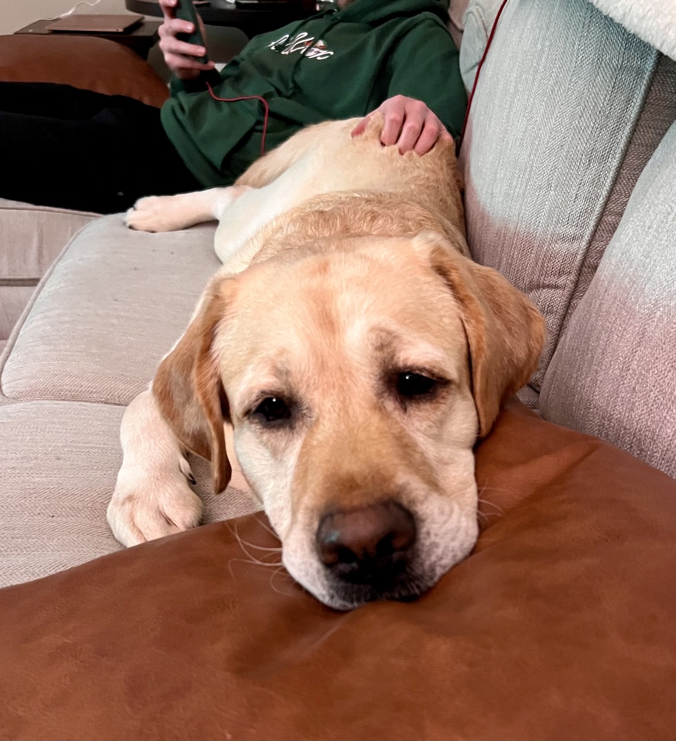 Vote for Lincoln Phoenix Animal Rescue 2025 Calendar Contest