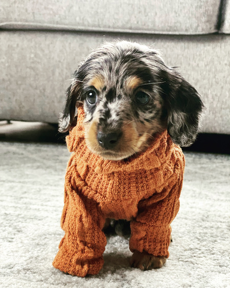 Coco