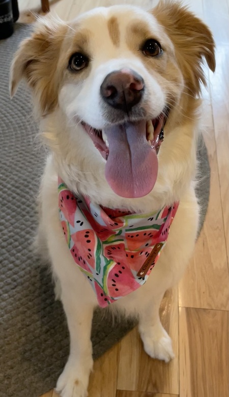 Stella